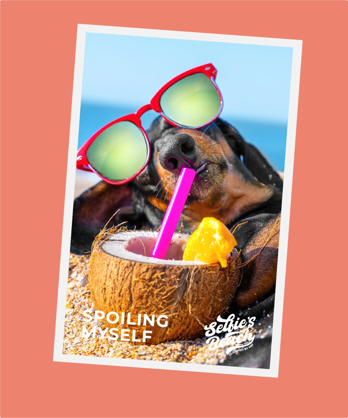 photo-of-dog-chilling-on-the-beach