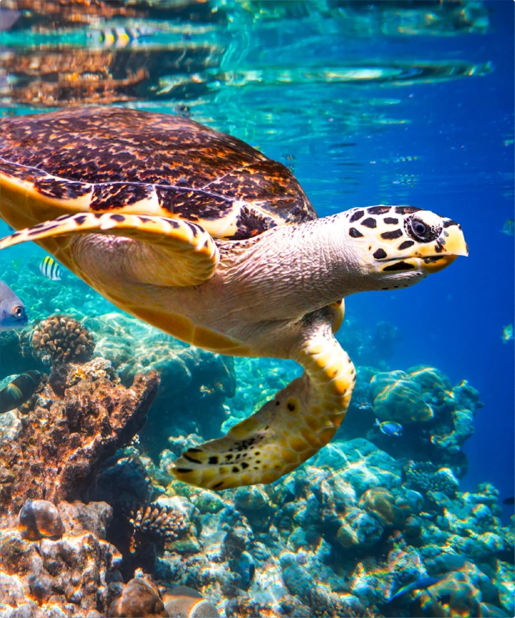 turtle-in-the-sea